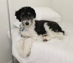 Give loving forever home on e pups. Border Collie Poodle Mix Bordoodle Border Doodle We Love Doodles