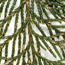 Image result for didymascella thujina