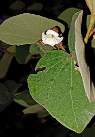 Image result for Hypericophyllum compositarum