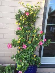 Image result for dipladenie žlutá obrázek