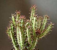 Image result for Euphorbia griseola