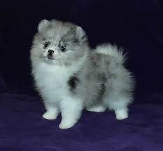 Use the search tool below and browse adoptable pomeranians! Merle Pomeranian Puppies For Sale Pets Lovers