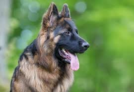 Vous le savez comme nous : Arthrose Du Chien Comment Soulager L Arthrose Du Chien