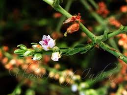 Image result for Bergia