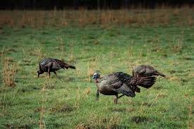 how to determine the shot size for turkey daily shooting