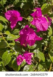 Image result for Nyctaginaceae