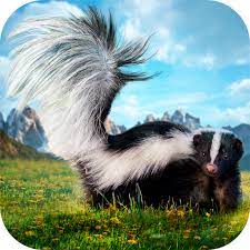 Skunks (in the united states, occasionally called polecats) are mammals best known for their ability to secrete a liquid with a strong, foul odor. Skunk Survival Simulator 3d Amazon De Apps Spiele