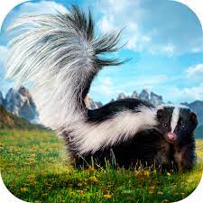 They do a little warning dance. Skunk Survival Simulator 3d Amazon De Apps Spiele