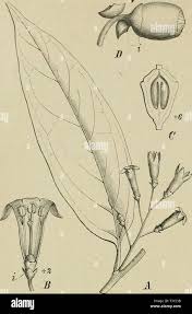 Image result for Olacaceae