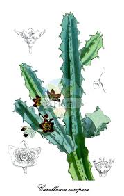 Image result for Ancylobothrys scandens