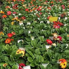 Robbins family farm and garden is lovely place to visit, meet some animal friends and buy local goods. Robin S Flower Gardens Home Facebook