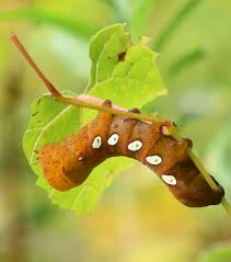 Black And White Striped Caterpillar With Orange Dots What Big Smooth Caterpillar Is Rusty Brown With 5 White Eye Spots Or Green With Small Black Spots Divided With Vertical White Lines Natural Crooks Ramblings