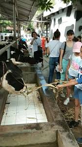 Selain untuk mendukung program ketahanan pangan nasional, pengembangan peternakan kambing ini juga nantinya akan menjadi sarana edukasi dan wisata (eduwisata) bagi masyarakat. Wisata Edukasi Alam Kandang Peternakan Sapi Perah Home Facebook