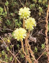 Image result for Crassulaceae