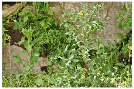 Image result for Sonchus dregeanus