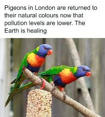 30 Funny Posts Of "Wildlife Returning' To Nature As Humans Are ...