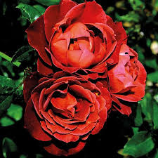 Plant these as an ornamental hedge along your garden, or even just one or two in your perennial bed. Rose Hot Chocolate Thompson Morgan