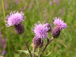 Image result for Cirsium