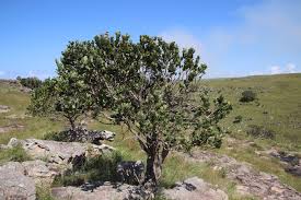 Image result for Syzygium cordatum