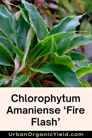 Image result for Chlorophytum sparsiflorum