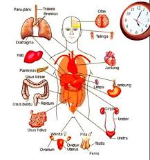 Maybe you would like to learn more about one of these? Jam Kerja Organ Tubuh Manusia Dalam 24 Jam Intanrwd