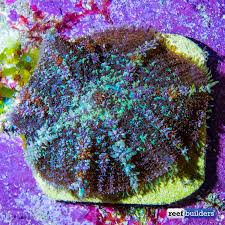 The bounce mushroom is among the most sought after corals in the hobby and with good reason. Bounce Shrooms All Start Out As Really Nice Rhodactis Reef Builders The Reef And Saltwater Aquarium Blog