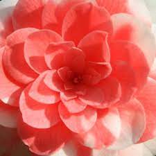 Camellia Japonica Flower Meanings Container Flowers Flowers