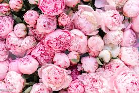 Pikbest has 177347 peony flower design images templates for free download. Top Pink Peony Flower Wallpaper Hd Download Wallpapers Book Your 1 Source For Free Download Hd 4k High Quality Wallpapers