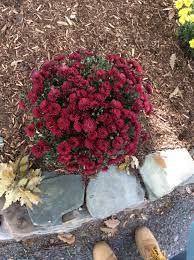 Chrysanthemum Anthemideae Height 12 48in Tall 24 36in Wide Growth Conditions A Lot Of Sunlight 1in Of Water Per Week Zone 5 10 Lif Perennials Plants Flowers