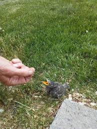 I found a premature baby bird falls of or dropped out from his nest, scared, hungry and desperate for food. Baby Bird Fell Out Of Nest Hometalk