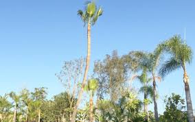 Pine tree trimming cost large trees such as pine or oak trees will usually cost between $300 and $1,000 when you hire a professional tree trimming service. Palm Tree Trimming Service