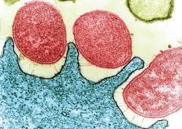 Werden im stuhl antigene nachgewiesen, sollte die virulenz des stammes bestimmt werden. Helicobacter Pylori Infektion Wann Testen Und Wie Therapieren