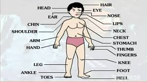 Parts like head, ear, lag, forehead, mouth and more. Human Body Parts Names In English And Hindi Study Portal Of Dictionary
