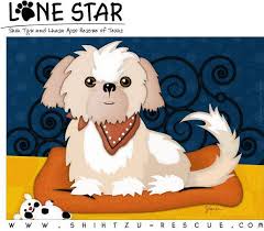 Betsy is just as playful and lovable as they come. Pets For Adoption At Lone Star Shih Tzu And Lhasa Apso Rescue In Houston Tx Petfinder