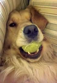 Lucy The Golden Retriever Golden Retriever Dog Rules Animals