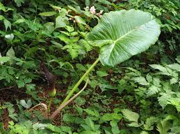 Image result for Sauromatum