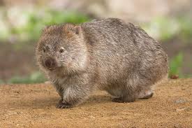 Mithilfe der kackwürfel können die. Wombats Wikipedia