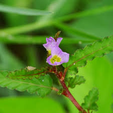 Image result for Melochia corchorifolia