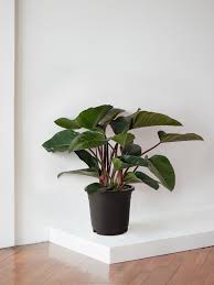 Image result for Congolanthus