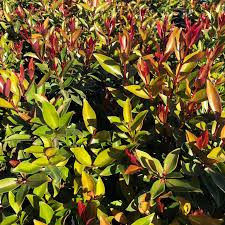 Maybe you would like to learn more about one of these? New Zealand Christmas Bush Fiji Fire