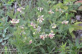 Image result for Tephrosia polystachya