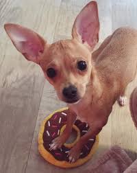 Today, they are some of the most favourite breeds this delightful poodle mix is known for his love of doing funny antics that brighten up anyone's mood. Weiner Dog Mixed With Pug Shefalitayal