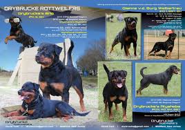 We did not find results for: Drybrucke Rottweilers 3 Generations Of Ipo Females Drybrucke S Brio Ipo 3 Left Page Her Mother Grandmother On The Rottweiler The Incredibles Animals