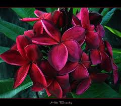 Pin On Frangipani