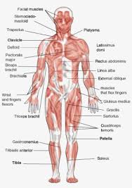 Each of these muscles is a discrete organ constructed of skeletal muscle tissue, blood vessels, tendons, and nerves. Muscular System Diagram Unlabeled