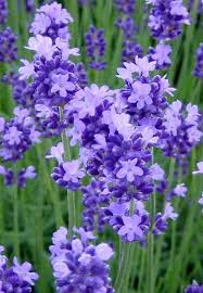 Purple Flowers Are A Great Way To Add Interest To Your Yard Or Landscape See Some Of Our Fa Purple And White Flowers Types Of Purple Flowers Beautiful Flowers