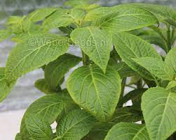 Folgend seien die beliebtesten produkte dieses shops kurz genannt, ehe unten ein ausführlicher preisvergleich auch weiterer shops erfolgt: Salvia Divinorum Aztekensalbei