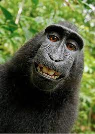 Black Monkey Takes Pic Of Himself Http Www Telegraph Co Uk News Newstopics Howaboutthat 8615859 Monkey Steals Camera Monkeys Funny Animals Beautiful Animals