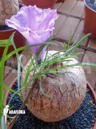 Image result for Ipomoea bolusiana