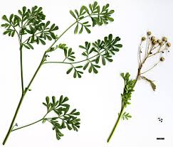 Image result for Ruta graveolens